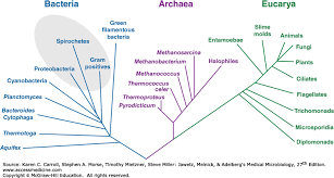 classification of bacteria jawetz melnick adelbergs