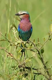 Image result for Dinebra caudata