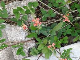 Image result for Indigofera trita