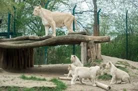 Plan to visit zoologischer garten magdeburg, germany. Ein Bild Fur Das Familienalbum Mutter Kira Und Ihre Jungen Im Zoo In Magdeburg Die Vier Kleinen Weissen Lowen Waren Auf Die Namen Malik Chaka Matayo Und Nala Getauft Worden Stuttgarter