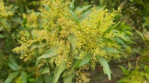 Image result for Searsia rogersii