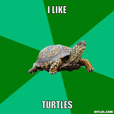 Torrenting Turtle Meme Generator I Like Turtles Dff511 Jpg 510 509 Turtle Turtle Meme Memes