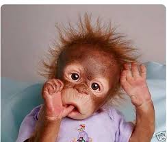 Omgosh Seriously I Want To Adopt You Is This A Real Animal Or Baby By My Life Wi Fotografias Divertidas De Animales Animales Adorables Monos Animales