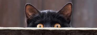 100 Cute Cat Kitten Cover Photo For Facebook Timeline Halloween Cover Photo Facebook Facebook Cover Images Halloween Facebook Cover