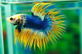 Think your betta fish has fin or tail rot? Betta Fish Crowntail Betta Fish Wholesale Trader From Howrah