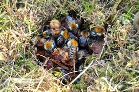 One of the main differences between bumblebees and, let's say, carpenter bees is that bumblebees are limited when gathering nest materials. Don T Be Concerned About Ground Bees