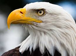 Herzlich willkommen auf der facebook seite von adler! Der Adler Toggo De