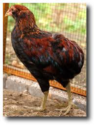 La poule de barbezieux est la plus grande poule de toutes les races françaises. La Poule Araucana Poules Et Cie