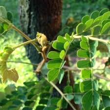Image result for Albizia adianthifolia