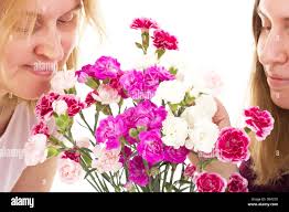 Red dianthus hi-res stock photography and images