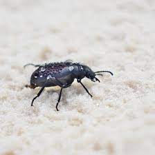 We did not find results for: Little Black Bugs Are Darkling Beetles Tucson Com