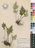 Image result for Selaginella imbricata