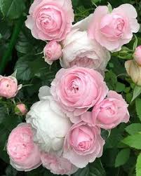 Die klassische farbe für die hochzeitsblumen ist reines, elegantes weiß. 28 Blumen Hochzeit Mai Ideen Hochzeit Hochzeitsblumen Blumen