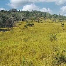 Image result for Sterculia appendiculata