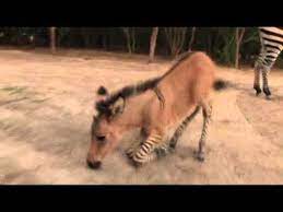 Check spelling or type a new query. Raw Rare Baby Zonkey Born In Mexico Zoo Youtube