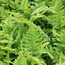In spite of poor absorption, serious poisoning can occur, for example when absorption is increased by the presence of fatty foods. Gemeiner Wurmfarn Dryopteris Filix Mas Gartencenter Zulauf Pflanzen Kaufen