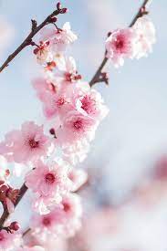 Flowers Across America A Visual Guide To Each State S Official Emblematic Flower Flower Aesthetic Wallpaper Nature Flowers Sakura Flower