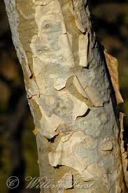 Image result for Albizia tanganyicensis