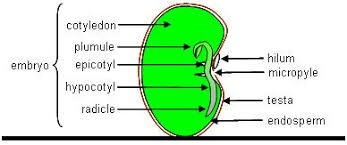 Suhu kardinal perkecambahan biji brucea javanica (l.) merr. Minggu Ke 5 Eksperimen Percambahan Biji Benih