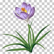 Saffron Flower Petal Autumn Crocus Png Clipart Autumn Crocus Color Crocus Download Flower Free Png Download Crocus Saffron Flower Spring Tulips
