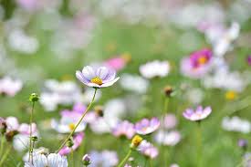 It has a cute white blossom with yellow stamens, and roundish perky looking leaves. Landscape Plant Flowers Natural Autumn Green Flower Garden Cosmos Cute White Pink Pikist