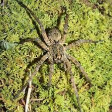 Lets see how many different species we can collect through this mission! Spiders In Tennessee Species Pictures