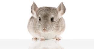Degus & chinchillas all motors for sale property jobs services community pets. Popular Exotic Pets In Focus Cbs News