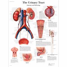 the urinary tract anatomy and physiology