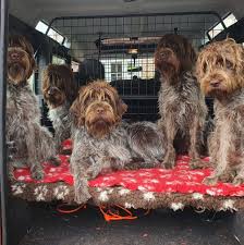 Image result for griffon korthalsův