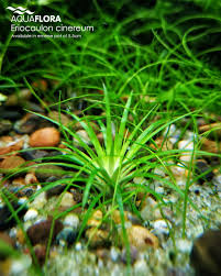 Image result for Eriocaulon inyangense