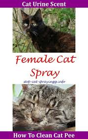 Best Cat Pee Cleaner Cat Pee Kids Cat Peeing In House To Get Cat Urine Out Of Couch Carpets How To Train A Cat Cat Training Ti Cat Spray Male Cat Spraying