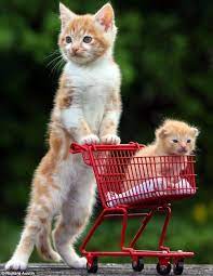 Link Dump Comic Con Daniel Tosh And More Baby Animals Pictures Baby Animals Cute Animals