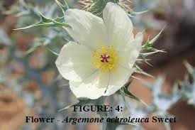 Image result for Argemone ochroleuca