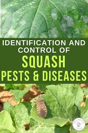 Getting the bugs and pests eliminated is the key to getting a good crop. Get Rid Of Squash Bugs And Powdery Mildew Learn How Watermelon Plant Powdery Mildew Organic Gardening Tips