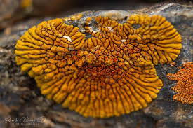 Image result for Orthoclada