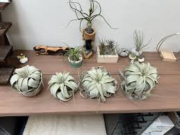 Image result for Nesaea sarcophylla