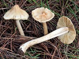 Image result for Pseudopod Ospermum