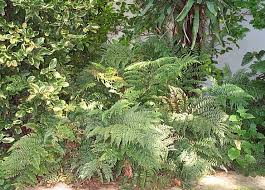 Image result for Polystichum transvaalense
