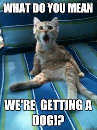 The Royal Poke 14 Very Interesting Cat Memes Funny Animal Jokes Funny Animal Quotes Funny Animals