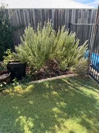 Image result for rosemary pruning