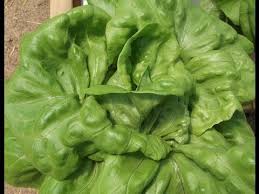 To let people arrange their own food, energy and shelter is to lose economic and political control over them. How To Make Calcium Nitrate By Thegodofchemistry