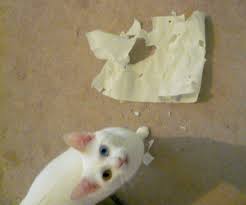 My Lucy Tore A Heart In The Paper Towel She S So Creative Lol Weisse Katzen Angora Katze Rassekatzen