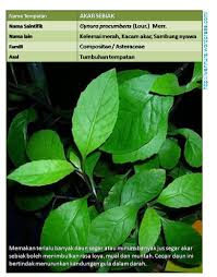 Boleh hidup di semua tempat di dalam malaysia 5. Akar Sebiak Gynura Procumbens Lour Merr Rawat Diabetes Wannura