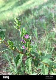 Image result for Cuphea carthagenensis