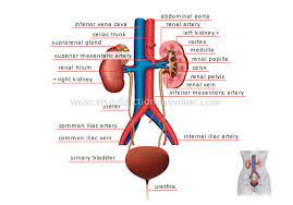 Human Being Anatomy Urinary System Image Visual Dictionary Online