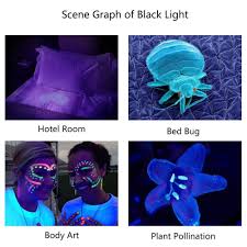 Best Bed Bug Detector Flashlight Bed Bug Authority Diy Solutions