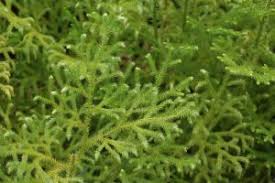 Image result for Lycopodiella cernua