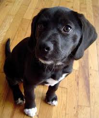 The beagle poodle is one of the most popular beagle mix because of its hypoallergenic coat. I Have Such A Soft Spot For Black Lab Beagles This Looks Like Lexi As A Puppy Beagle Dog Beagle Mix Beagle Lab Mixes