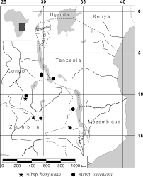 Image result for Hypoxis bampsiana