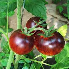 Check spelling or type a new query. Konigin Der Nacht Tomato Seeds Buy Online At Chili Shop24 Com